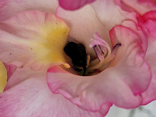 Sleeping Bee tc.jpg